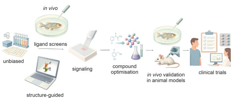 Modulators play a major role in the targeted control of receptor activity. Several modulators of adhesion GPCRs have successfully progressed from in vitro active compounds to effective in vivo applications in animal models. 