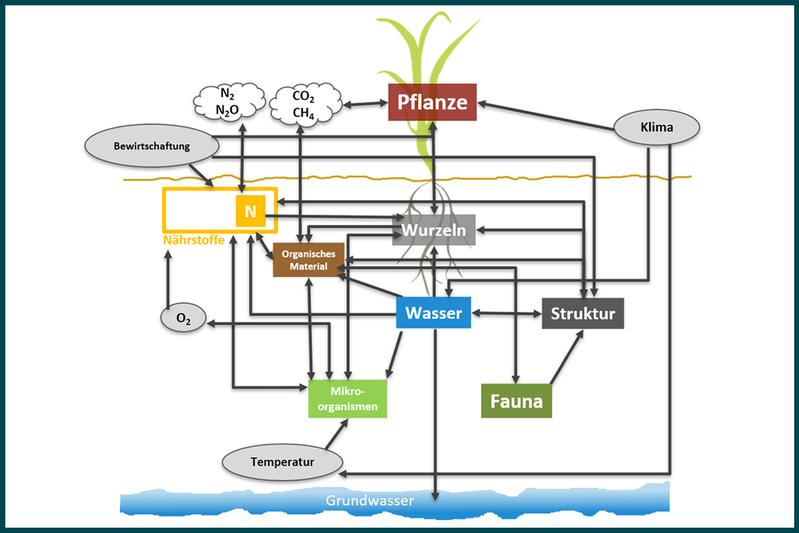 Schematische Darstellung des BODIUM-Modells mit Komponenten (farbige Kästchen), Prozessen und Wechselwirkungen (Pfeile) sowie externen Faktoren (graue Kreise) innerhalb jedes Bodens. 