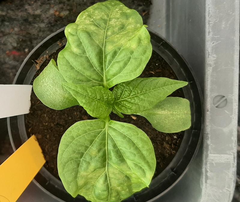 Leaf ringspots symptom caused by tomato spotted wilt virus on pepper