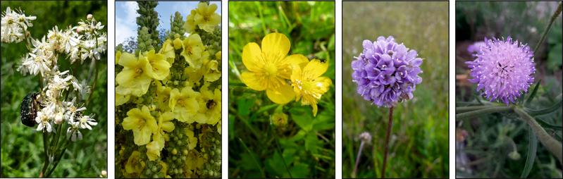 Possible floral decorations in the head area of ​​the shaman, from left to right: Meadowsweet, Mullein, Creeping Buttercup, Devil's Bit, Dove Scabious.