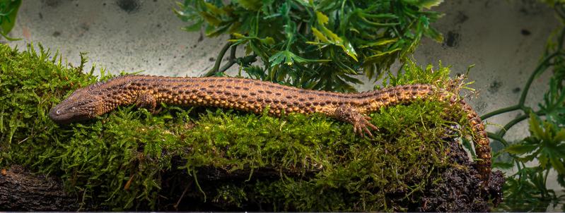 Dem Forschungsteam gelang es ein zu 93 Prozent vollständiges Genom zu rekonstruieren. 