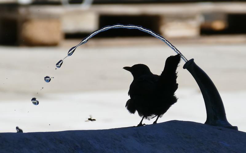 Das Plätschern von Wasser und Vogelgezwitscher können die Qualität von Naherholungsgebieten steigern.