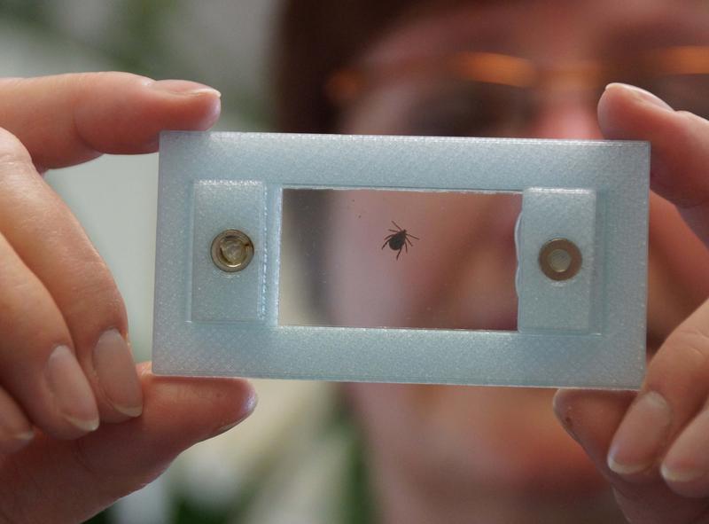 Zecke im Fokus: Prof. Dr. Ute Mackenstedt mit Forschungsobjekt im Labor | Bildquelle: Universität Hohenheim / Schmid | weitere Pressefotos in Druckqualität