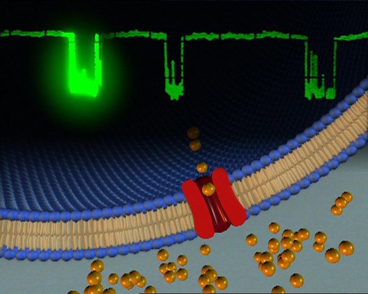 Durchtritt von Kaliumionen durch einen Kaliumkanal der Zellmembran im Modell (Computeranimation)