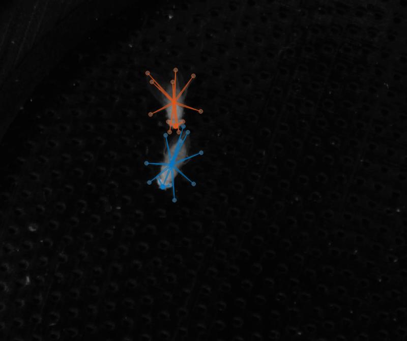 Fliegenpaare (orange: Männchen, blau: Weibchen) werden während der Balz gefilmt und ihr Verhalten in Echtzeit mittels künstlicher Intelligenz (KI) ausgewertet. Die KI erkennt das Geschlecht sowie einzelne Körperteile wie Kopf, Augen, Beine und Flügel. 