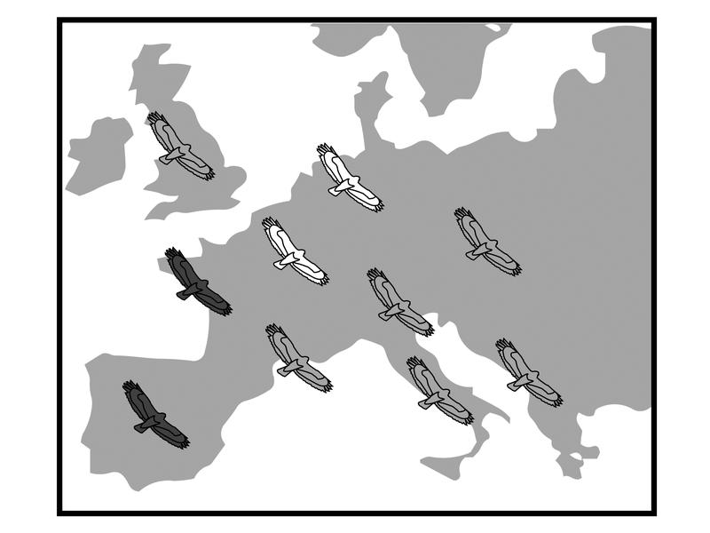 A dataset with almost 100,000 observations from the population shows the geographical variation in dark, light or intermediate plumage colouration of the Common Buzzard in Europe.