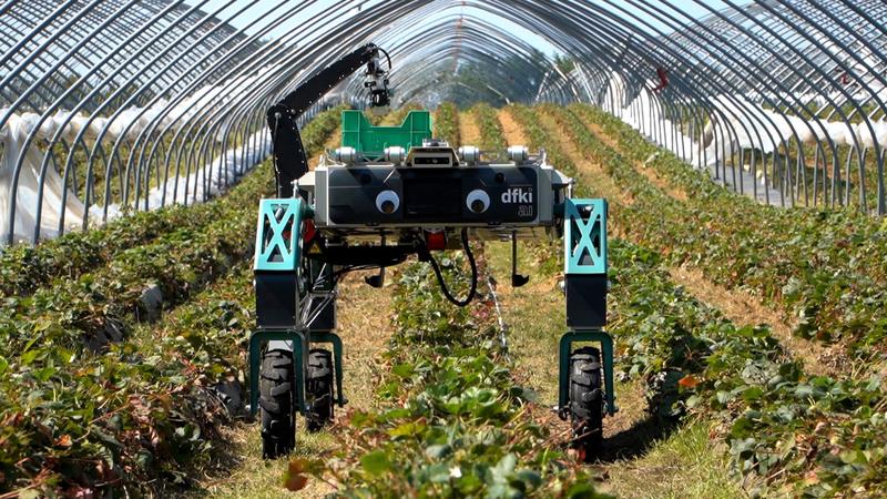 The SHIVAA robot during its first field trial at Erdbeerhof Glantz in Hohen Wieschendorf