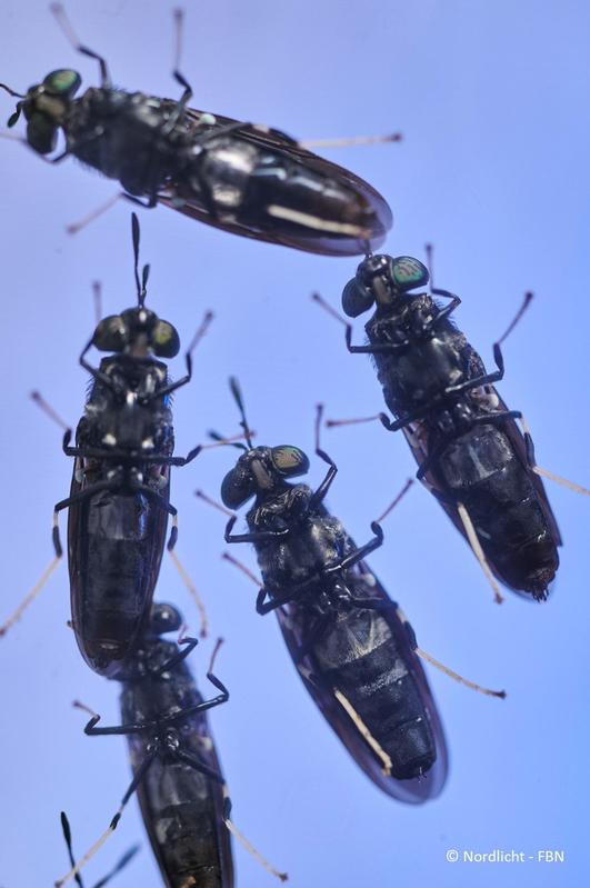 Close-up of the black soldier fly (Hermetia illucens)