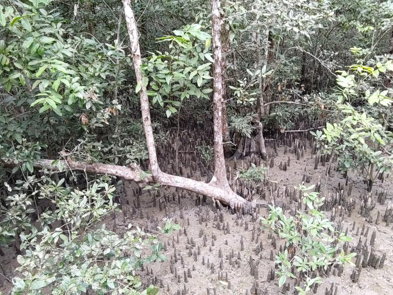 Mangrovenbäume in den Sundarbans in Bangladesch. Die Sundarbans erstrecken sich mehr als 10.000 Quadratkilometer weit über Bangladesch und Indien und sind die größten Mangrovenwälder der Erde. 
