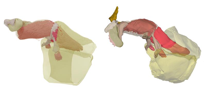 Penis of Ecdyonurus venosus, dorsal view. Left: at rest; Right: during mating with extended penial spines. Reconstruction from µCT data, length of penis approx. 0.8 millimetres.