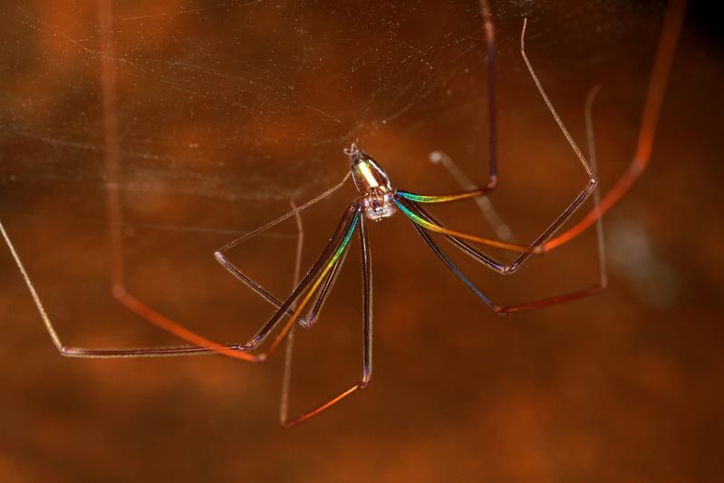 Die Strukturfarben des Viengkeo-Buntbeins (Althepus viengkeoensis) entstehen durch die spezielle Oberfläche des Außenpanzers (Kutikula) der Beine.