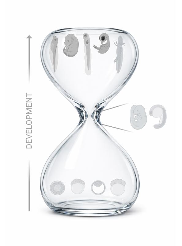 Vertebrate embryogenesis follows a pattern known as the developmental hourglass. During mid-embryogenesis, embryos from different species exhibit a high level of molecular and morphological similarity.