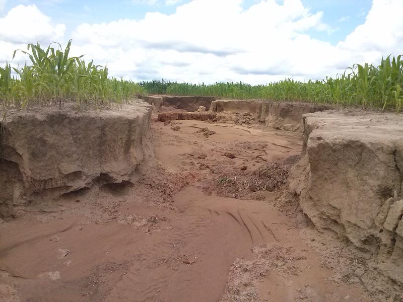 Large ephemeral gully formed on a maize field over sandy soil near Sapezal, Mato Grosso, Brazil. 