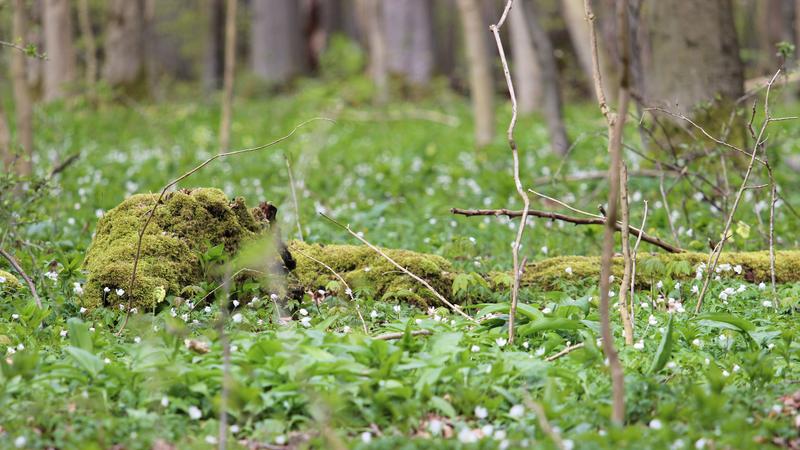 In allen Ökosystemen hinkte der Wandel der Pflanzengemeinschaften dem Wandel der lokalen Temperatur hinterher. Diese Verzögerung („Klimaschuld”) war am höchsten bei Waldpflanzen unterhalb des Kronendachs.