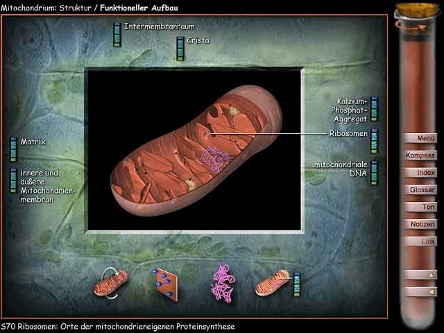 Funktioneller Aufbau eines Mitochondriums