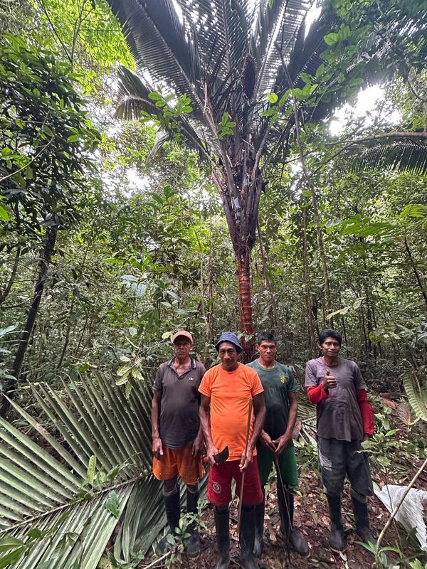 The co-authors of the study in front of an ‘Attalea táam’: (from left to right) Luciano López, David López-Navarro, Juan Carlos López-Gallego, Hernando Pavón. (Image: Juan Carlos Copete)