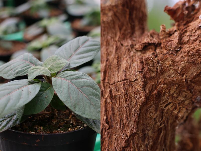 Seedling and bark of a cinchona tree 