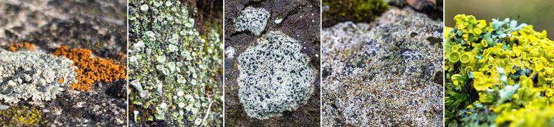 Verschiedene Flechtenarten. Ausführliche Bildunterschrift am Ende des Meldungstextes. 