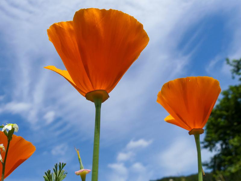 Carotenoids give California poppies their distinctive orange color, visible from afar. The spectacular “super bloom” of this desert plant has even been photographed from space.