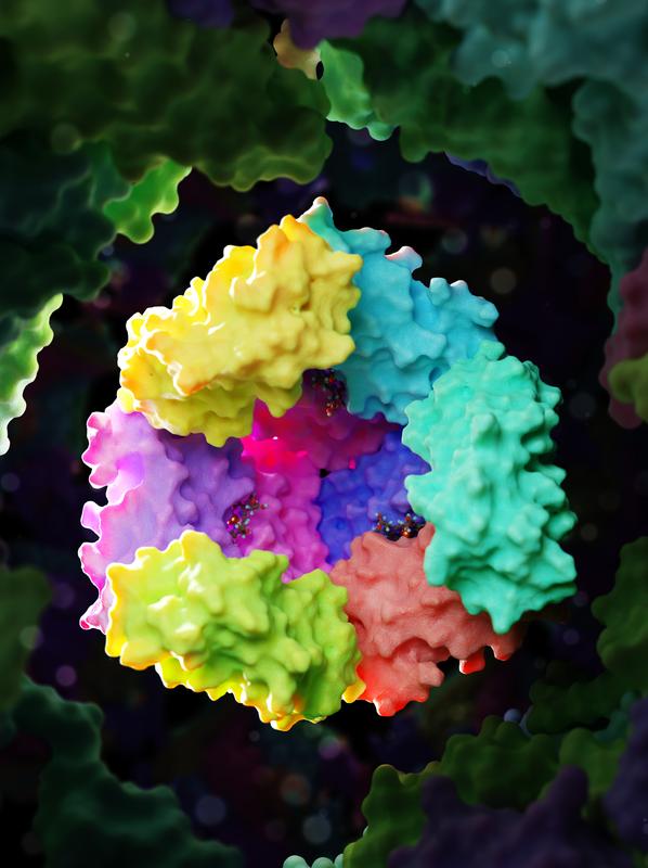 Three-dimensional model of the mini-bacterioferritin containing its hemes. 