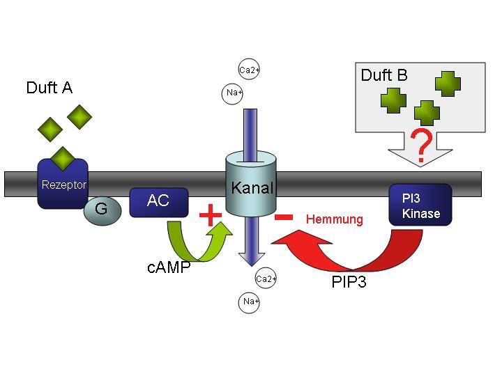 Molekulare Prozesse der Reaktion einer Riechzelle. Der neue Befund: Ein anderer Duft (Duft B) kann an der selben Zelle einen zweiten Signalweg (PI3-Kinaseweg) anschalten, der die Geruchswahrnehmung von Duft A blockiert.