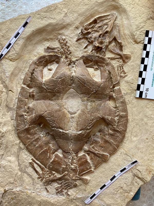 Jurassic turtle (Solnhofia parsonsi) with broadened jaw ridges adapted for crushing hard-shelled food (permanent exhibition Jura Museum Eichstätt / Collection of the Bischöfliches Seminar Eichstätt)