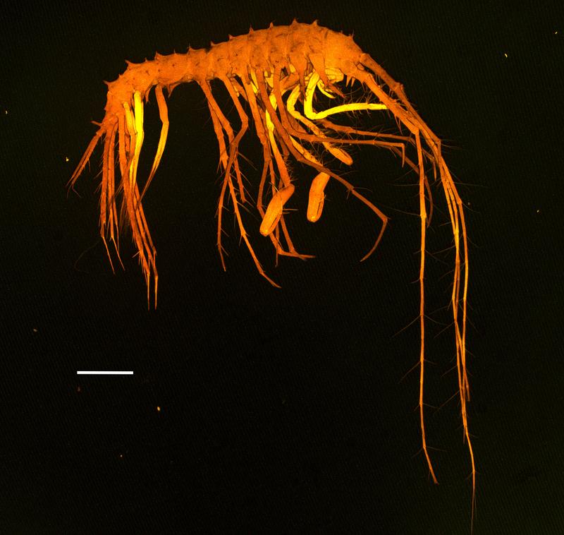 Flohkrebs Lepechinell polymetallica, Peart & Lörz 2026: Der Artname „polymetallica“ bezieht sich auf den Lebensraum, in dem die neue Art gefunden wurde, ein polymetallisches Knollenfeld im Ostpazifik.
