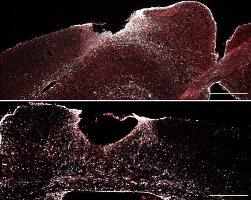 In the control group (top), the wound region is surrounded by a thick, precisely organized cell barrier. Upon NF-κB pre-activation (bottom), this barrier is very thin and disorganized, thus delaying wound healing 