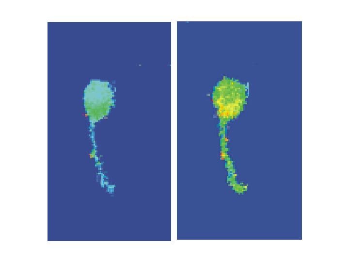 Bei Duftwahrnehmung wird die Calcium-Konzentration in der Zelle erhöht (siehe Abb.1). Dies kann mit einer Spezialkamera und einem hoch auflösenden Mikroskop als verstärktes Leuchten sichtbar gemacht werden.