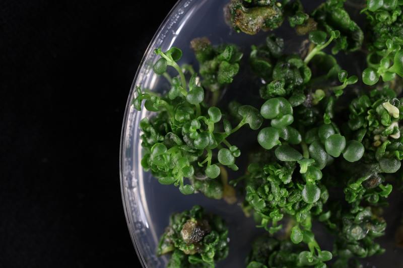 Regenerierende Kalanchoë laxiflora in Gewebekultur. Diese Methode wurde entwickelt, um diese Modellsukkulente für die Forschung gezielt genetisch zu verändern.