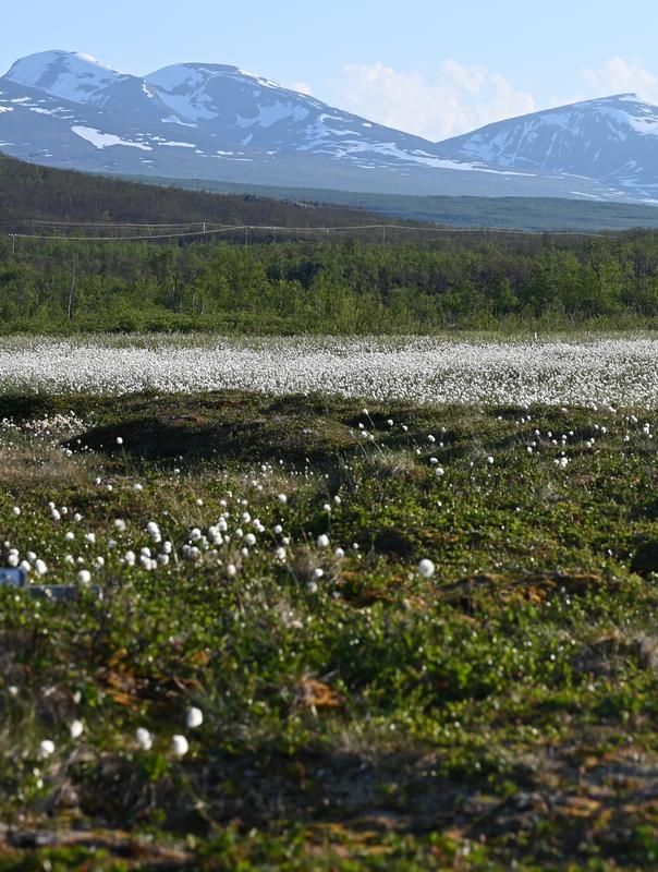 An area of Stordalen mire near Abisko in Sweden dominated by grasses.