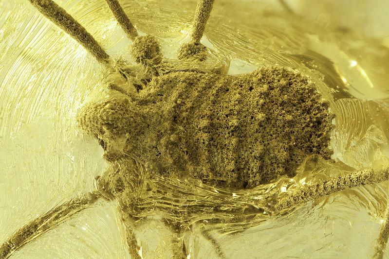 Balticolasma wunderlichi (female) from Ukrainian Rovno amber.