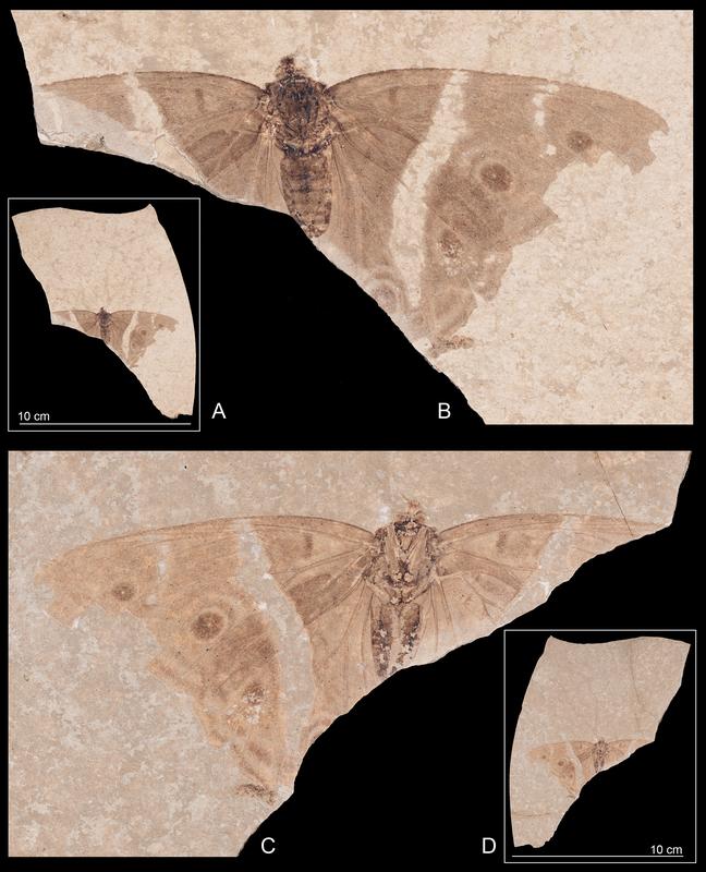 Fossil and details of the new species Apaturoides monikae. A and B: dorsal view (part); C and D: ventral view (counterpart); A and D show the position of the fossil on the limestone with scale.
