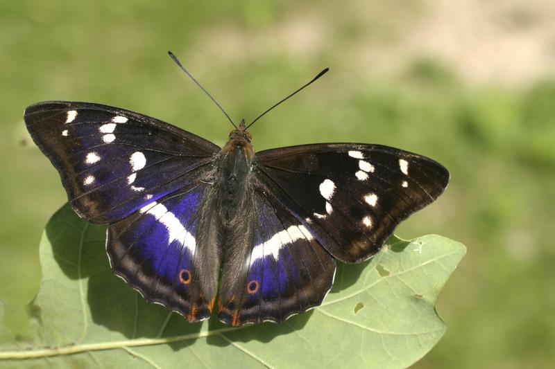 Purple Emperor Apatura iris (Linnaeus, 1758). The new genus and species have been identified as close phylogenetic relatives of the today’s emperor butterfly.