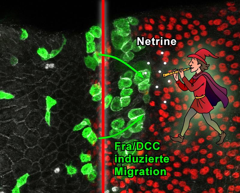 Neu entwickeltes Hamelin-Assay. Ausführliche Bildunterschrift am Ende des Meldungstextes.