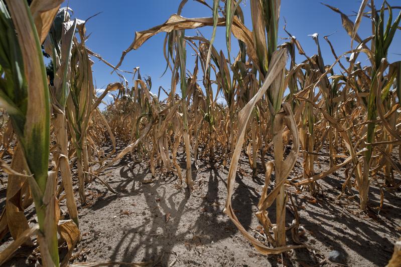 Drought in central Germany