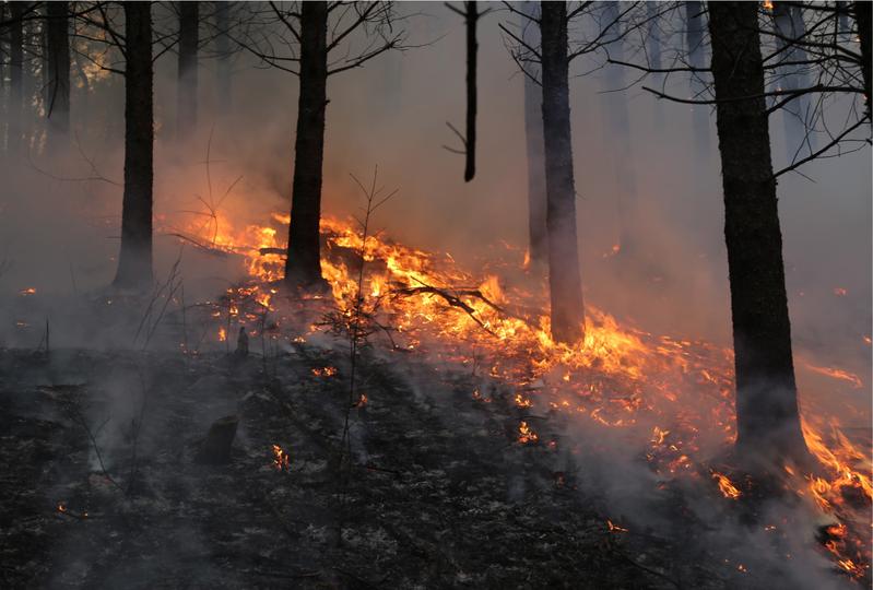 Wildfire. The ongoing climate change will lead to more wildfires. And this is increasing the vulnerability of thousands of plants, animals and fungi. 