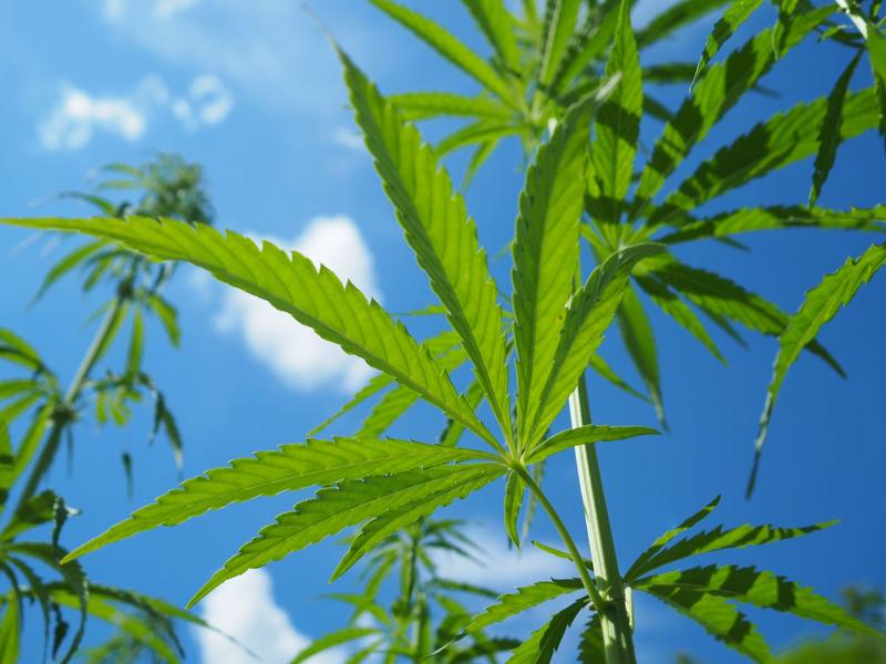 Researchers from Fraunhofer IGB are using hemp shives, the inner core of the hemp stalk, as the basis for a biobased fertilizer.