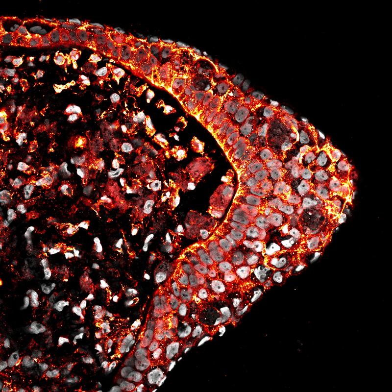   High-resolution fluorescence imaging of a tissue cross-section highlighting cellular boundaries (red) and nuclei (grey). 