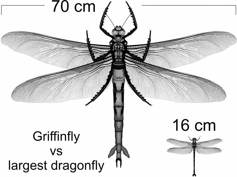 Sauerstoff bestimmt offenbar nicht die Körpergröße von Insekten.