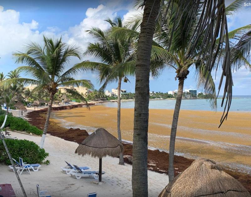 Strand in Akumal (Mexiko): Statt weißem Sand und türkisfarbenem Wasser gibt es dort braune, stinkende Haufen der Sargassum-Alge. 