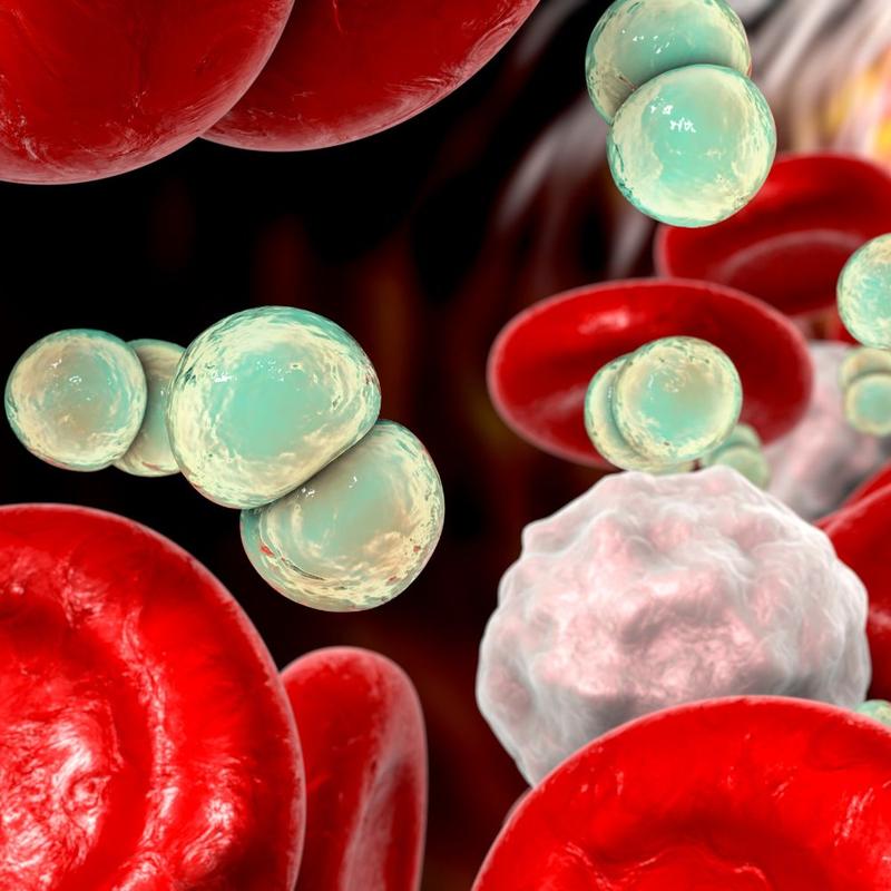 Die Forschungsergebnisse könnten bei der Entwicklung neuartiger Therapien gegen die bakterielle Sepsis helfen.