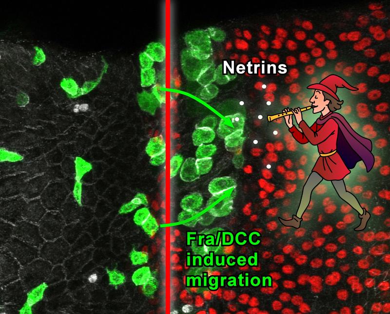 The newly developed Hamelin Assay. A detailed caption can be found at the end of the article.