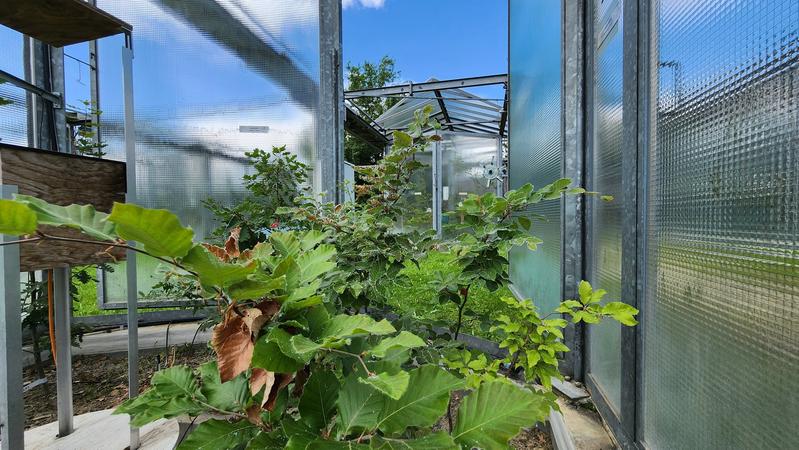 The open-top climate chambers called model ecosystem facility (MODOEK) at WSL Birmensdorf 