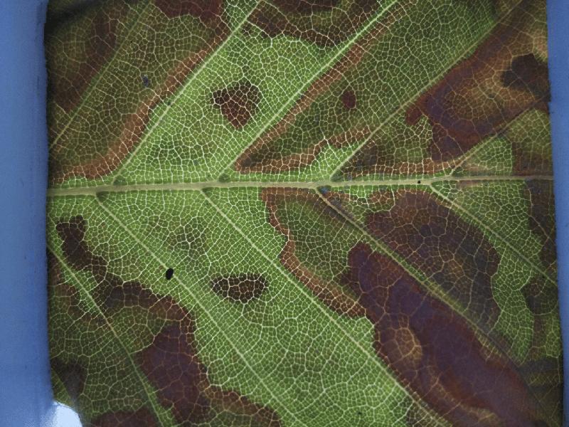 Underside of a beech leaf with scorching 