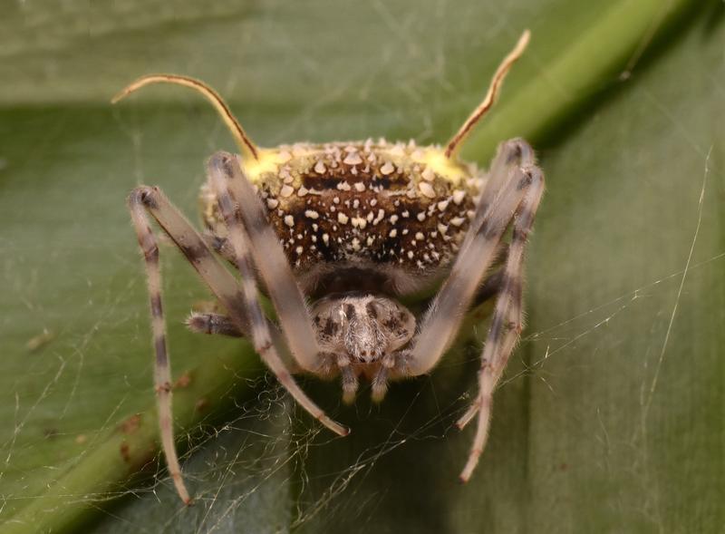 Taczanowskia waska sp. nov. (Araneae: Araneidae)