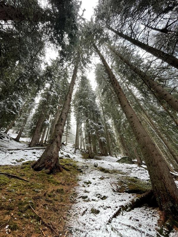The forest floor clearly shows how tree crowns intercept the snow, some of which then evaporates and returns to the atmosphere. 