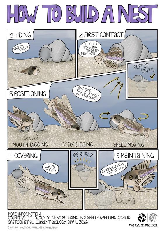 Nest-building follows a set sequence of different behavioral motifs, which are shown here.
