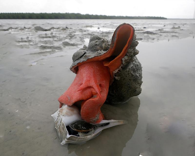 Bei Ebbe in der Nähe von Kice Island an der Südwestküste Floridas ist eine Pferdeschnecke (Triplofusus giganteus) gerade dabei, eine gestrandete Schnecke zu verschlingen.