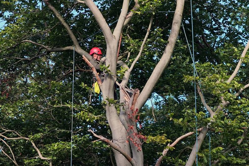 Dr. Christina Hackmann von der Universität Göttingen klettert in die Baumkrone, um Proben zu sammeln.